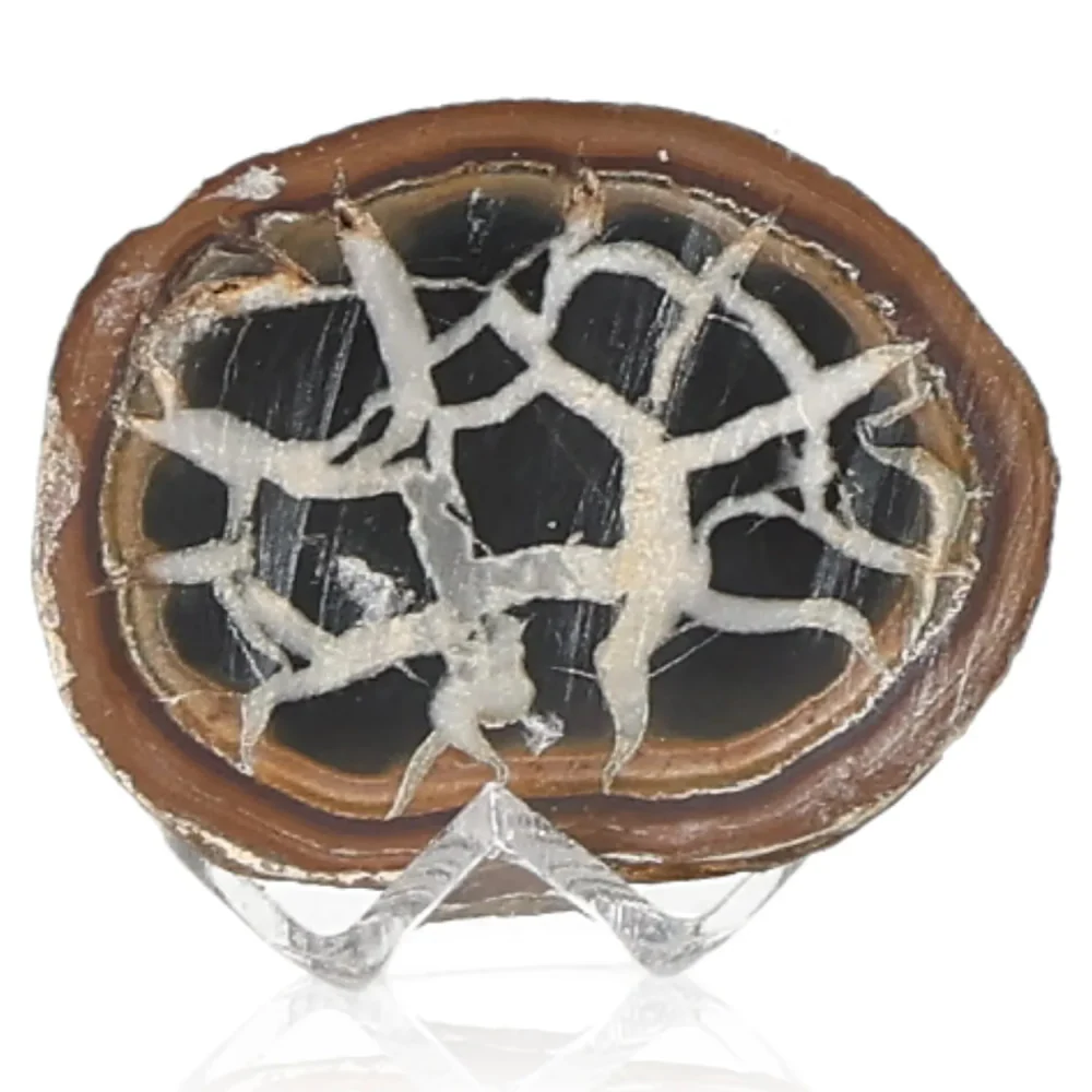 Septarian 042482 - Image 2