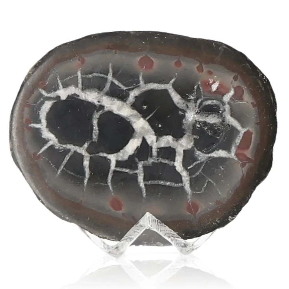 Septarian 042499 - Image 2