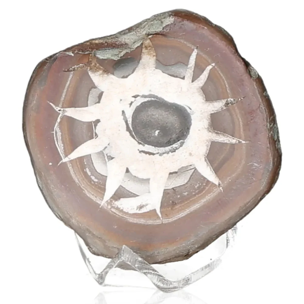 Septarian 042765 - Image 2
