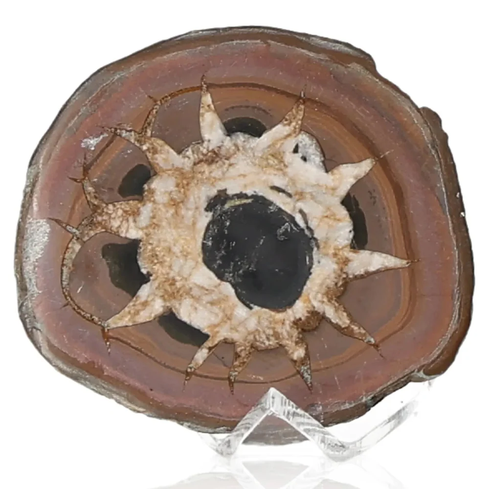 Septarian 042772 - Image 2
