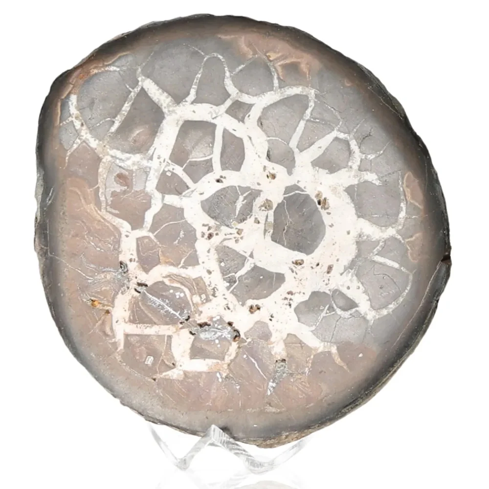 Septarian 042796 - Image 2