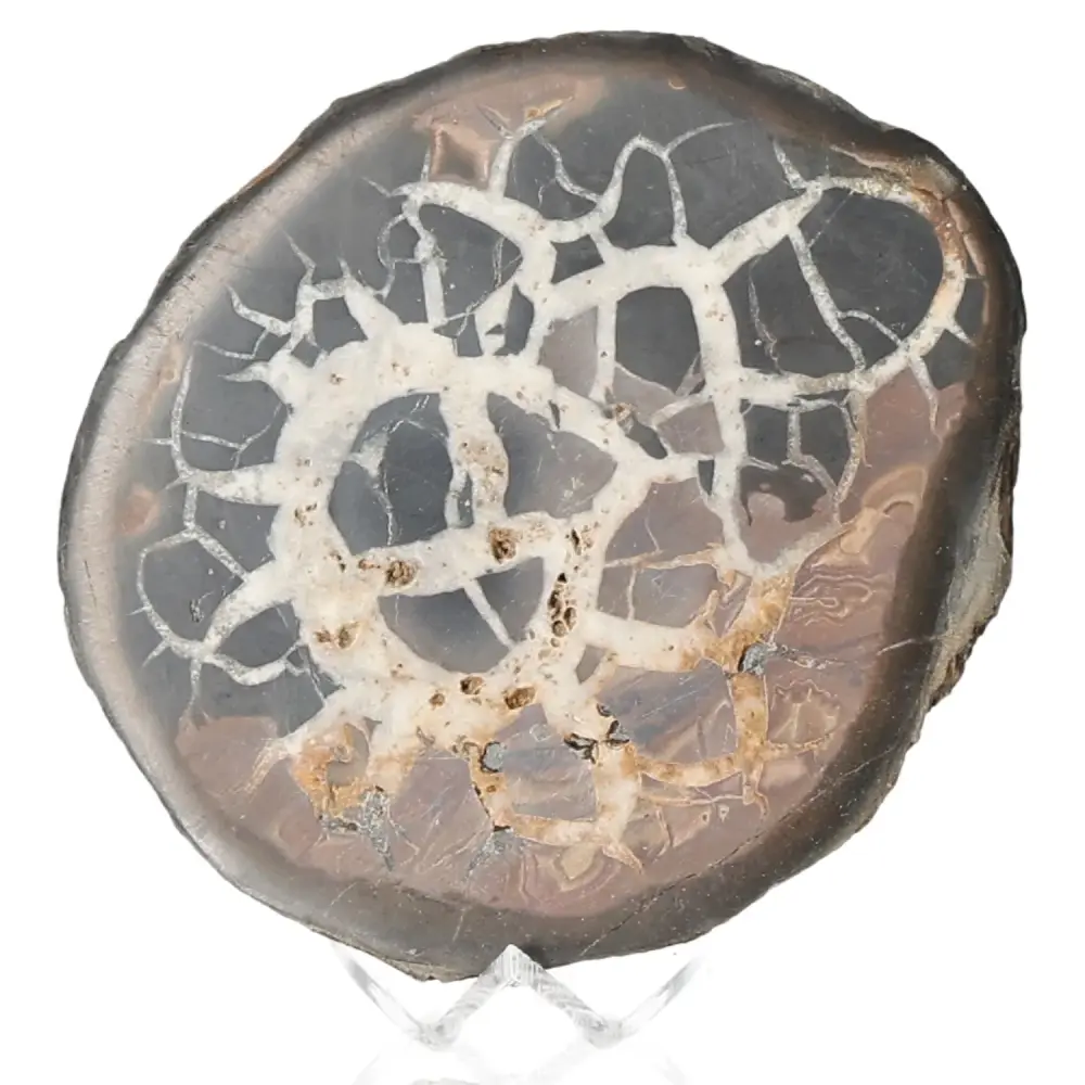 Septarian 042802