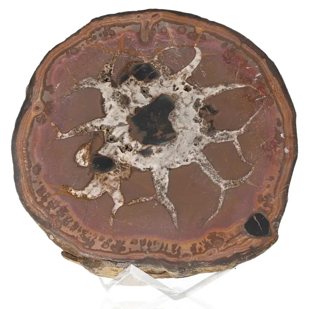 Septarian 043588 - Image 2