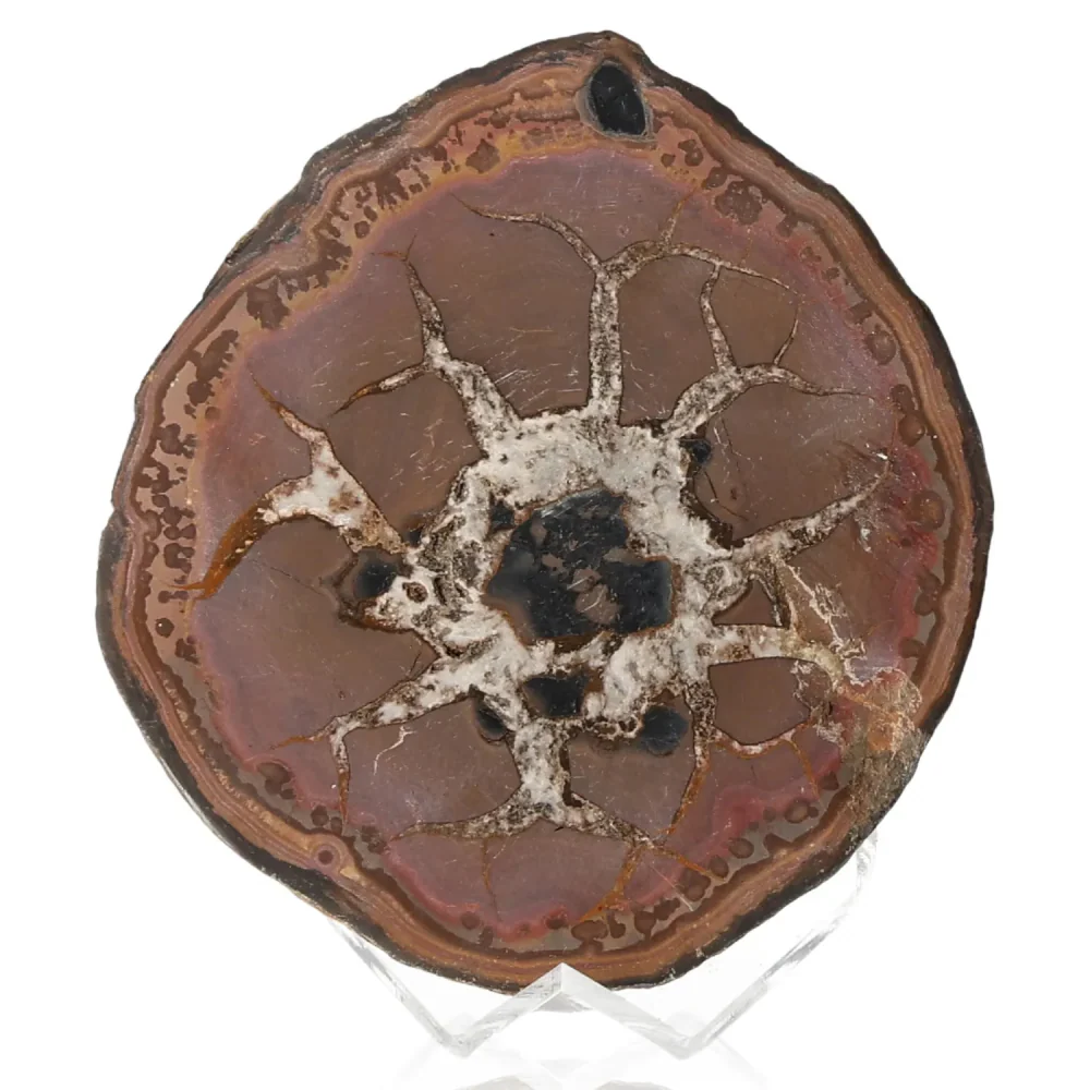 Septarian 043632 - Image 2