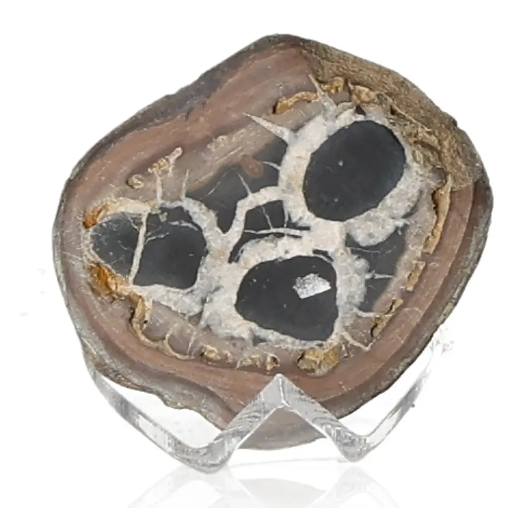 Septarian 042185