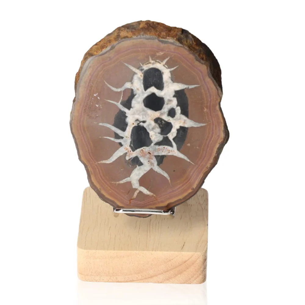 Septarian 046763 - Image 2