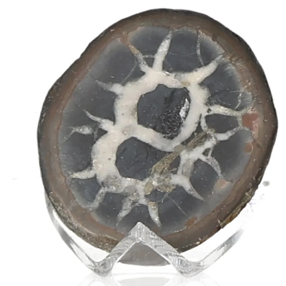 Septarian 042208 - Image 2